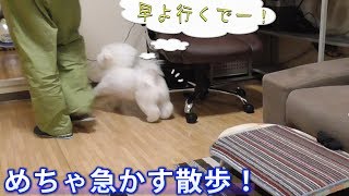 早く散歩に連れてけといつも以上に急かされた夜の散歩！ビションフリーゼ