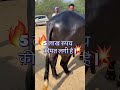 5 लाख का मुर्रा बुल murrahbull murrah farmeradvisor