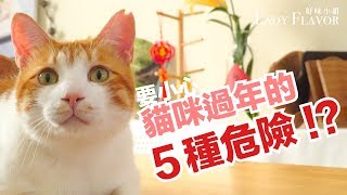 小心！貓咪過年的五種危險！【好味貓知識】第一季｜EP10