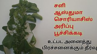 தோல் நோயாளிகளுக்கு தோழன் குப்பைமேனி |இதனை பயன்படுத்தக் கூடாதவர்கள் பற்றி தெரியுமா? #kuppaimeni#ayur