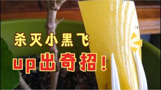 EP105 室内种花怎么防止小黑飞，UP出奇招！