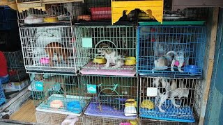 pet shop in pudukkottai ||  செல்ல பிராணிகள்