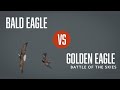 Golden Eagle Chases Bald Eagle in Dutchess County, New York