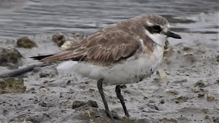 1091006大園許厝港冬候鳥鐵嘴鴴 (Charadrius leschenaultii)