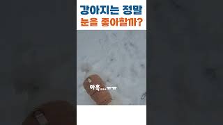 강아지는 정말 눈을 좋아할까? #shorts #제설작업