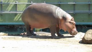 Un hippopotame se soulage...  This hippo surprised me.  See why...