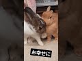 仲良し うさぎのふわしまチャンネル🌠　兎