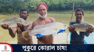 প্রথমবারের মতো পুকুরে সামুদ্রিক কোরাল মাছ চাষ | Coral Cultivation | Kuakata | ITV