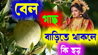 বেল গাছ বাড়িতে থাকলে কি হয় ? Bell ghach barite thakle ki hay. বেল গাছ রাখার উপকারিতা কি।