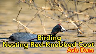 Nesting Red Knobbed Coot , Birdlife @Avis Dam/Greenspace #Birding #canon600mmf4