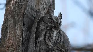 Gray morph Eastern Screech Owl