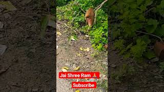 kisi ko mat Do #monkey #monkey's #trendingshorts#shortvideo