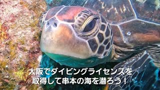 夏の風物詩【イスズミ礁】のチョウチョウウオの群れ2023.8.27