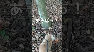 カラスに舐められるダックス 犬 #shorts #ダックス #犬 散歩 #ペット #カラス