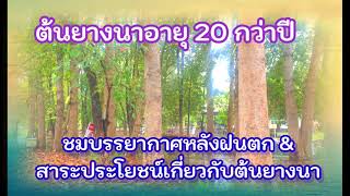 ชมบรรยากาศต้นยางนาอายุ 20 กว่าปี  ระยะการปลูก ประโยชน์และสิ่งที่ต้องระมัดระวังการปลูกต้นยางนา #ยางนา