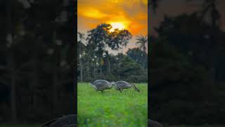 নিজের উপর বিশ্বাস হলো সফলতার প্রথম ধাপ। #growyourchannel #nature #sunset #viralvideo