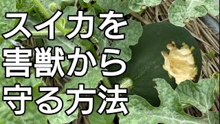 もう許さない！！！スイカを害獣から守る方法。以外と簡単です！　ハクビシン、アライグマ、タヌキ、カラスから栽培中の小玉すいか、大玉すいかを守ります。【害獣対策】【スイカ栽培】【家庭菜園】