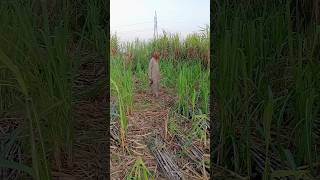 || Bijnor Village farmer || india farmer || nature rural life || indian life || Bijnor village ||