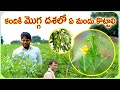 కందికి మొగ్గ దశలో ఏ మందు కొట్టాలి #redgram #pesticides #pests #agriculture #info #kandi #telugu