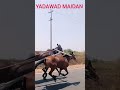 👌 ಯಾದವಾಡ ಮೈದಾನ यादवाड जनरल घोडागाडी ghodagadi ghoda ghodasharyat ghodagadisharyat horse viral