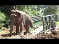 Wild elephant captured from Dambulla (Part 2)