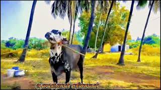 new entry மிரட்டல் தோரணை பூர்ணி காளை கம்பீரமான தோற்றம் #jallikatt #shortvideo #edit #tamil