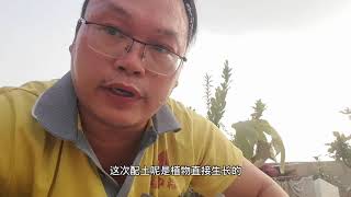 “桂花”在秋季怎么种？全套技术分享，配土技术很多人不知道