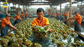 How Chinese Farmers Breed and Consume Billions of Frogs Each Year - Frog Processing Plants