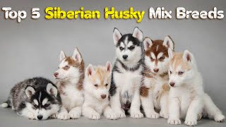 Top 5 Siberian Husky Mix Breeds You Haven't Heard Of