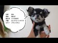 【お迎え初日】可愛すぎる極小チワワの子犬がやってきた！【生後80日　パピー　ロングコートチワワ】