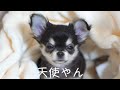 【お迎え初日】可愛すぎる極小チワワの子犬がやってきた！【生後80日　パピー　ロングコートチワワ】