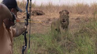 Hunting African lions by arrow 🏹😱👌💪 Hunting ruthlessly