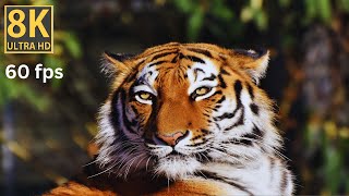 The Roaring Beauty of Tigers in Breathtaking 8K Ultra HD