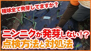 ニンニクが発芽しない！？家庭菜園のにんにく栽培で発芽しない時の点検方法と回復方法を大公開！【農園ライフ】