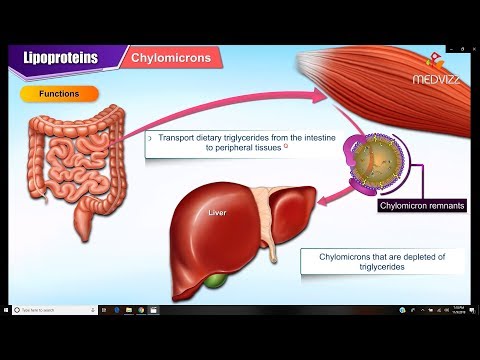 What is the difference between lipoprotein and apoprotein?