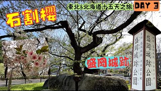 【日本100名城 一步一腳印】東北\u0026北海道十五天之旅 Day3  #盛岡地方裁判所 #石割桜 #櫻山神社 #盛岡城 #盛岡歷史文化館