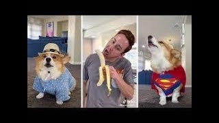 Puppyhood in 365 DAYS: A CORGI PUPPY GROWS UP! tik tok #Shorts