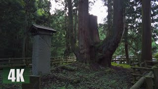 4K　Japan's largest cedar and a station in the mountains.　220918