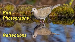 Bird Photography Reflections