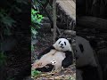 花花我觉得本熊更可爱 🥰～ 乖的～ 大熊猫花花 大熊猫和花 花花 pandafushun cute