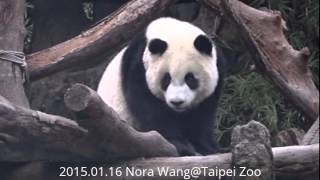 2015.01.16 保育員呼喚圓仔回家 (The Giant Panda Yuan-Zai)