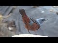 blue rock thrush