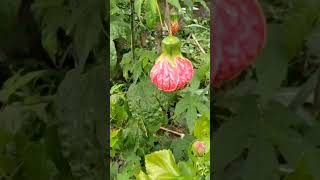 ঘন্টা জবা #gardening #viral #trending