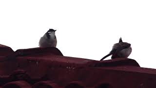 Red-whiskered Bulbuls: Pre-roost gathering on top of houses