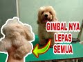 CARA MENANGANI BULU GIMBAL PADA HEWAN TANPA TERLUKA DAN MENJERIT!