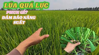 lúa OM18 QUÁ LỰC phun thuốc gì? đảm bảo NĂNG SUẤT cho giai đoạn LÚA TRỖ LẸT XẸT (8 công) l thanhdotv