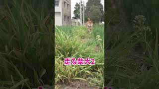 柴犬は楽しそうに走る #柴犬 #動物 #Shorts