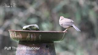 Puff Throated Babbler