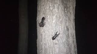 Lucanus cervus (Linnaeus, 1758). Long battle of 2 males.