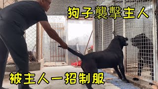 “杀人犬”袭击主人，主人：接着来，看你服不服？最后靠武器制服